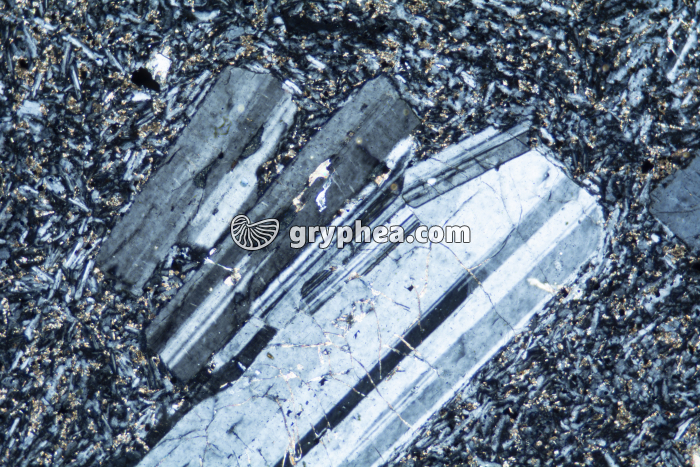 Trachyte LPA x25 - gryphea.com